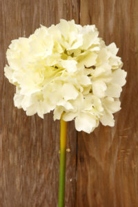 Carnations/Hydrangeas - Ask about price