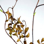 Curly Willow Branch - Ask about price