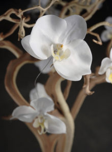 Orchids (for decorative branches) - Ask about price