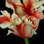 Tulips and Lilies - Ask about price